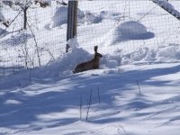 Lepre nella neve