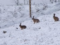 lepri-neve